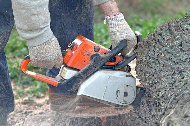 Best Fruit Tree Pruning  in Wellington, KS